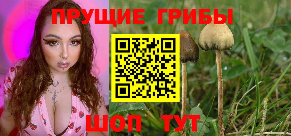 Псилоцибиновые грибы GOLDEN TEACHER  Псилоцибиновые грибы Psilocybe  где продают наркотики  Вход с VPN  Ярославль 